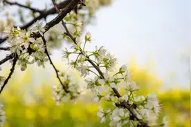 油菜花 | 春暖花开，奔你而来图片