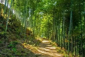 四川“熊猫食堂”走红，有上百年历史临山近水，吸引不少外国游客图片
