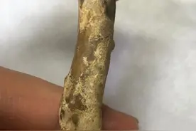海柳中的血柳图片
