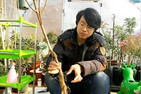 柿子可以用枣树嫁接？原来这里面有个误会视频封面