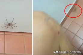 澳大利亚  惊悚瞬间！巨大猎人蜘蛛冲向坐在马桶上的男子图片