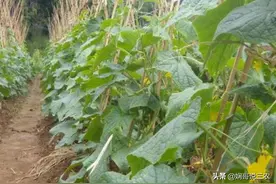 黄瓜如何进行定植？采用最新的的定植方法，提高栽培效率图片