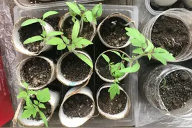 育苗种子用最妙的招，再坚硬再娇气的种子也能成功发芽图片