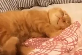 小橘猫睡觉的时候还不忘吃小鱼干，小嘴巴都没停过，太可爱了图片