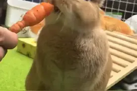 兔兔就是要啃胡萝卜呀~🐰图片