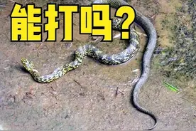 家里面的蛇能不能打？或许看看这些谚语你心里就有答案了图片