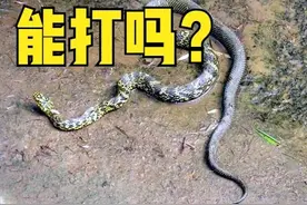 家里面的蛇能不能打？或许看看这些谚语你心里就有答案了图片