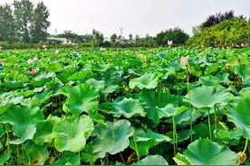 南京有个文创小镇，不适合玩却适合住，还有全国首个泡泡屋图片