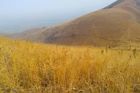 距离郑州最近的草原开车只需2小时，这里即将变成黄金大草原图片