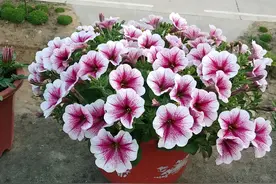 求助花匠：矮牵牛盆栽叶子发黄枯萎了怎么办？砍头促新枝图片