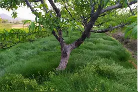 果园种“鼠茅草”不是为了好看，而是为了以草治草、改良土壤图片