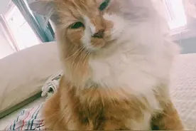 7岁长毛橘猫被送人，走12公里找到原主人，没想到迎接它的是死亡图片