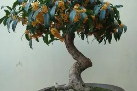 教你2种繁殖桂花的“技巧”，2分钟学会，一盆变多盆，就这么简单图片