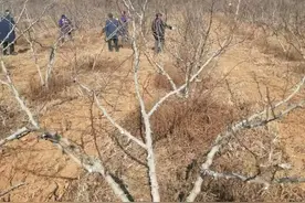 花椒树修剪管理只需记住这四点，太实用了图片
