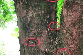 桂林市民反映！几棵绿化树爬满毛毛虫！现场画面曝光图片