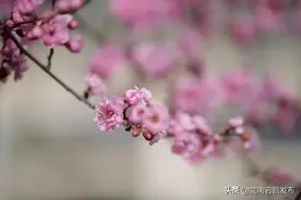 谁和春天没个约会！花花花花花～图片