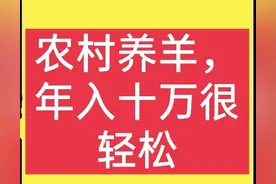 养羊前景如何？养50只羊能赚多少钱？你想要的答案都在这里图片