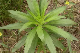 曾是外来入侵物种的“小蓬草”，现如今，人们发现其用处还不小图片