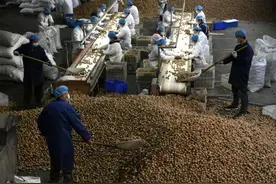 石家庄市赞皇县：核桃助农致富奔小康图片