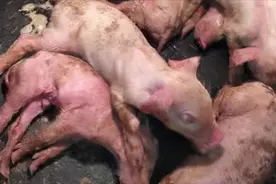 猪流行性腹泻防控方案图片