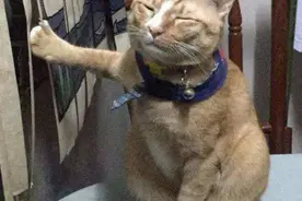 被猫咪咬坏了10根数据线是怎样的体验？铲屎官含泪问：这怎么罚图片