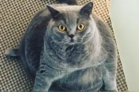 猫咪胖成球走路都困难，害主人经常被骂！其实是怪病导致图片