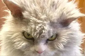 猫咪行为解读（13）——炸毛图片