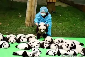 滚滚小趣事（一）：大熊猫吃铁哦图片