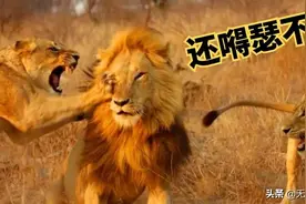 为什么老话说，母老虎不容易，母狮子更不容易，公狮子有什么用？图片