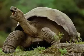 世界上最长寿命的6种生物，科普一下冷知识超出你的认知图片