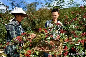 去年跌破30元一斤，采摘就亏，如今涨上50元，却难寻采摘工图片