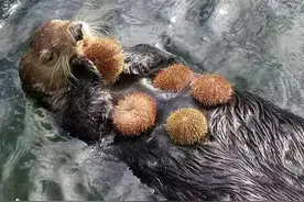 海獭说：“吃海胆时，我超萌的！”图片