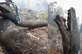 印尼森林大火，身长10米的巨蟒被烧焦，死前痛苦嘴巴张大图片