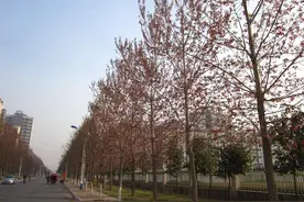 速生杨中哪个品种适合以后发展趋势？图片