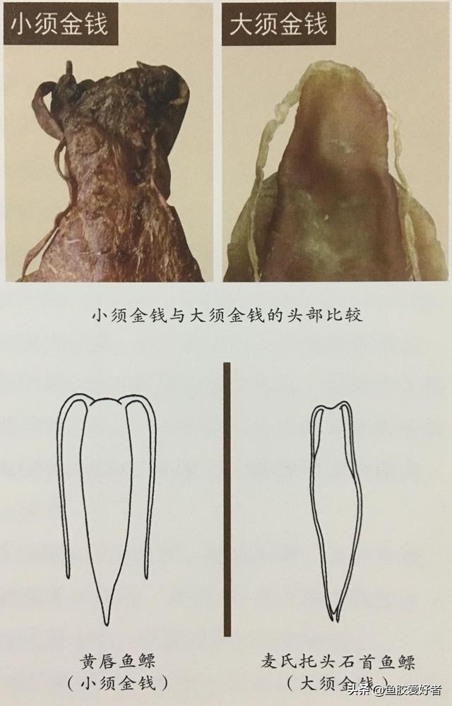 鳘鱼胶的图片 2026年鳘鱼胶图片鉴别方法