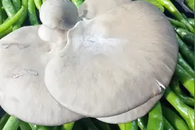 教你做蘑菇馅大包子，按这个方法调馅，三个要点，鲜香味美视频封面