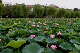 惊人的三大强者定律：荷花定律，竹子定律、尖毛草定律图片