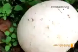 “一个应该有一公斤多！”又大又白像篮球 居民小院“怪菌”究竟是啥？图片