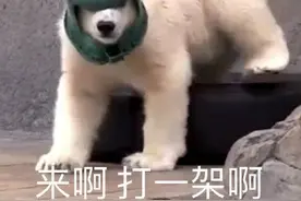 北极熊可爱表情包图片