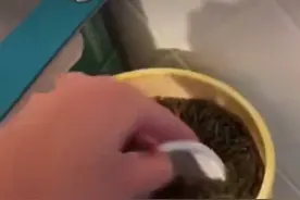 狗粮开袋后，直接倒进密封桶，小心狗狗吃了拉出血图片