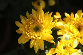 菊花，就是秋日最美的诗词，​十二首晚菊诗词，傲骨迎霜，优雅美艳图片