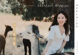 在澳大利亚吹着夏天的海风，抱考拉喂袋鼠，尽情拥抱大自然图片