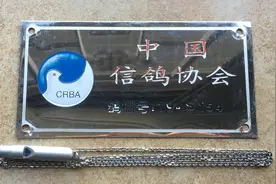 发自肺腑的赛鸽实战经验图片