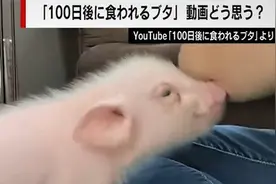 日本“100天后会被吃掉的宠物猪”迎大结局，真就这样被吃掉了？图片