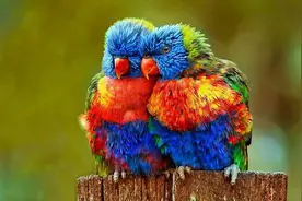 "beautiful bird" 真不只是"美丽的小鸟"图片