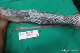 奇闻：咄咄怪事，另辟蹊径的罗非鱼皮，将物尽其用体现得淋漓尽致图片