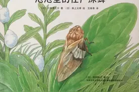 绘本推荐 | 最美的法布尔昆虫记《泡泡里的住户沫蝉》图片