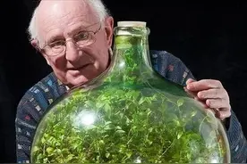 “玻璃瓶花园”︱记录全封闭闷养植物三个月图片