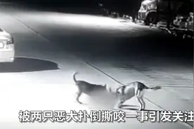 山东两恶犬疯狂撕咬6岁男孩，半月前还曾咬伤4岁女童，致其全身重伤多次手术图片
