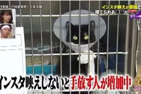 “黑猫不吉利，赶紧扔了吧！！”图片